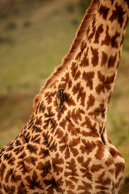 Safari Kenya Masai Mara Girafe | Safari Kenya Masai Mara Gir… | Flickr Masai Giraffe, Giraffe Pictures, Giraffe Pattern, Masai Mara, The Giraffe, Awesome Animals, Favorite Animal, African Animals, African Safari