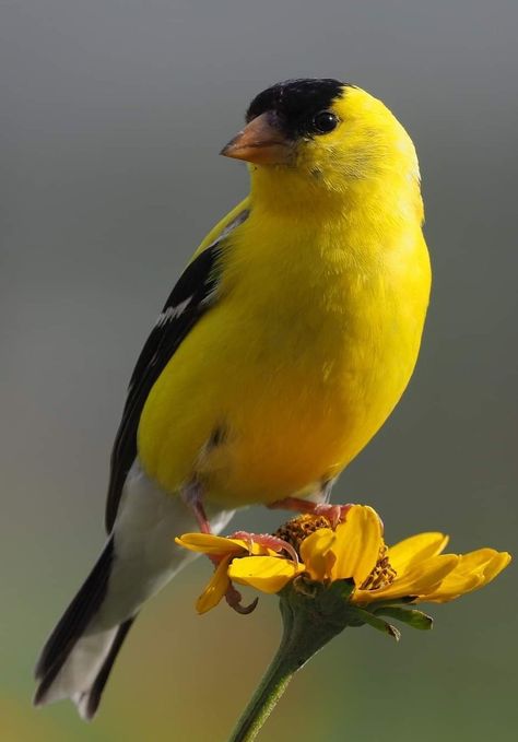 Yellow Finch Tattoo, Gold Finch, American Goldfinch, Finch Tattoo, Yellow Finch, Finches Bird, Lots Of Cats, Wood Animal, Goldfinch