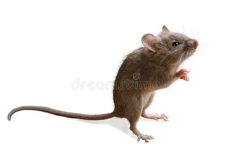 Closeup small mouse stands on hind legs on white. Closeup small mouse Microtus a , #ad, #stands, #hind, #mouse, #Closeup, #small #ad Rat Standing, Mouse Standing, Funny Rats, Mouse Pictures, Pet Mice, Cute Rats, Pet Fox, Felt Mouse, Pet Rats