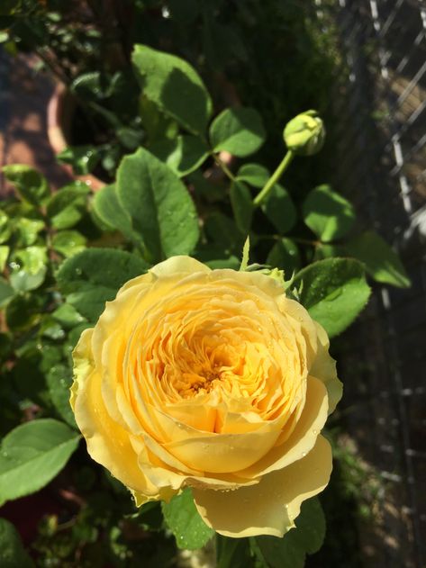 Catalina rose | Rose, Flowers, Garden Flower Yard, Beautiful Yellow Flowers, Flower Foliage, Sweet Flowers, Traditional Tattoo Art, David Austin Roses, Garden Porch, Garden Rose, David Austin