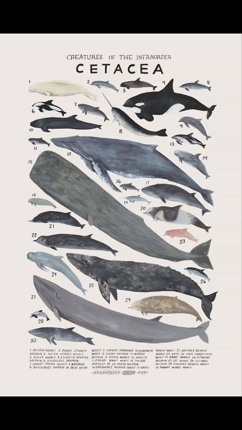 Shark Poster Vintage, Shark Diagram Aesthetic, Whale Poster Vintage, Ocean Animal Poster, Shark Anatomy Poster, Sea Creature Poster, Sea Life Poster, Ocean Posters For Room, Shark Poster Aesthetic