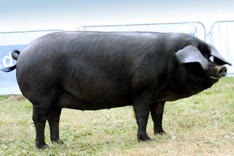 Large Black Pig, Pig Breeds, Black Pig, Soil Improvement, Rare Breed, Pigs, Large Black, England, Horses