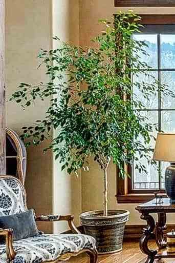 Plants that Purify the Air; Large Houseplants Large Houseplants Indoor, Ficus Tree Indoor, Weeping Fig Tree, Large Houseplants, Indoor Tree Plants, Bank Project, Best Indoor Trees, Indoor Palm Trees, House Trees