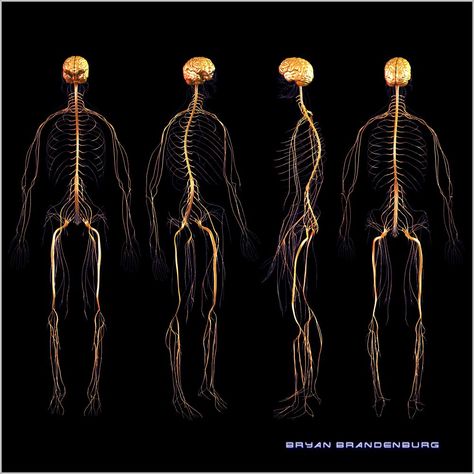 Nervous System Anatomy, Nerve Anatomy, Human Nervous System, Systems Art, Peripheral Nerve, Human Body Anatomy, Medical Anatomy, Medical Art, Body Anatomy