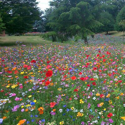 Furthermore, the wild flowers are an essential food source and habitat for many species of animals and pollinating insects such as honey bees, butterflies and moths. This is a comprehensive mixture suitable for a wide range of soil types. Zuppa Toscana Soup Olive Garden, Meadow Plants, Wild Meadow, Wild Flower Meadow, Flowers Wild, Meadow Garden, Have Inspiration, Wildflower Garden, Meadow Flowers