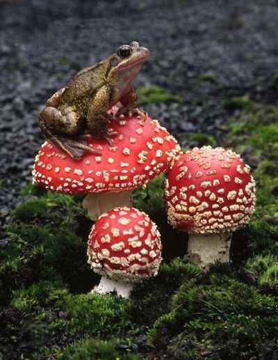 Mr. Toad on his stool. Mushroom Pictures, Red Mushroom, Funny Frogs, Mushroom Fungi, A Frog, Frog And Toad, Mushroom Art, Reptiles And Amphibians, Cute Frogs