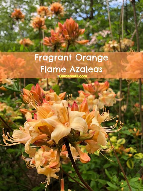 Fragrant orange flame azaleas When To Prune Azaleas, Flame Azalea, Understory Plants, Low Growing Shrubs, Azaleas Garden, Azalea Flower, Dreamy Garden, Edible Landscaping, Spring Landscape