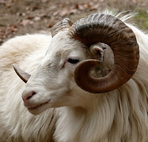 Ram, Head, Horn, Fauna, Goat, Mammal, Mountain Animals With Horns, Big Horn Sheep, Goat Horns, Ram Horns, Ram Head, Mule Deer, Scripture Pictures, Manx, Animal Totems