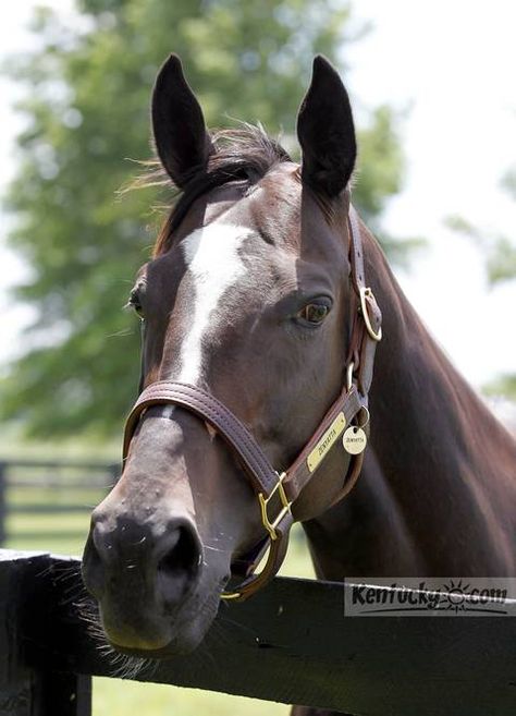 Zenyatta in a paddock at the Lane's End Farm on KY 62 in Versailles, Ky. Wednesday, May 9, 2012. Zenyatta, the 2010 Eclipse Horse of The Year, is pregnant again after breeding with Tapit. Photo by Charles Bertram | Staff Zenyatta Horse, Famous Horses, Farm Photos, Thoroughbred Horse Racing, Race Horses, Thoroughbred Horse, All The Pretty Horses, Horse Crazy, Lexington Ky