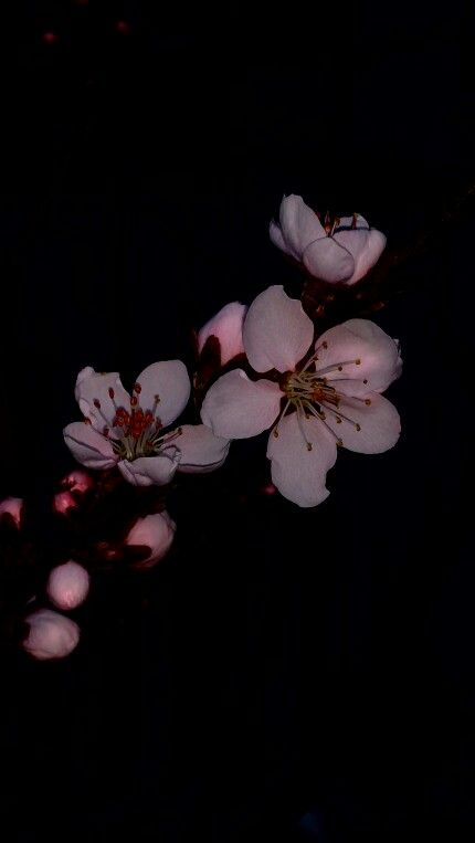 #pink #pinkflowers #peachtree #minitree #minature #photography #cnwrightphotography #cnwright0206 Cherry Blossom Iphone Wallpaper, Dark Cherry Blossom, Home Screen, Black Background, Cherry Blossom, Iphone Wallpaper, Blossom, Cherry, Screen