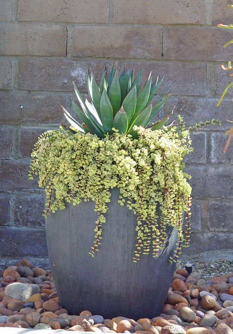 Bold Waterwise Container Plantings – Black Gold Side Landscaping, Plant Pairings, Succulent Outdoor, Potted Plants Patio, Backyard Escape, Arizona Backyard, Green Board, Succulent Garden Design, Desert Landscapes