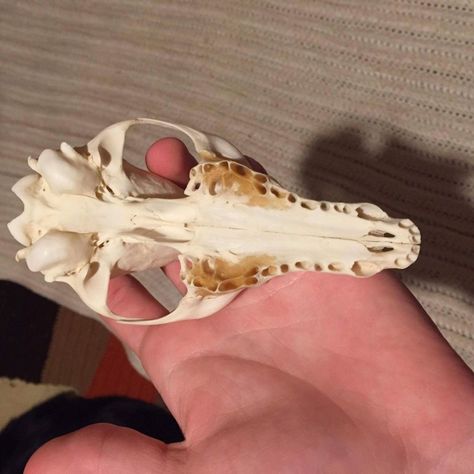 Deer Skull Mount, Yellow Bone, Animal Skull, Interesting Animals, Deer Skulls, Animal Bones, Animal Habitats, Bone White, Animal Skulls