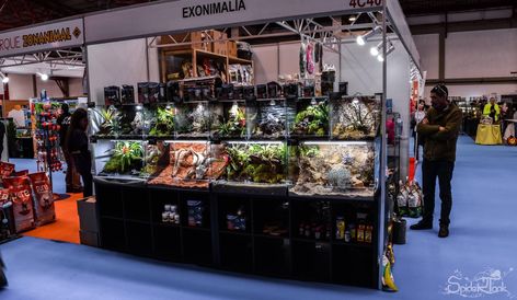 Reptile Expo Booth, Reptile Exhibit, Reptile Expo, Expo Display, Reptile Enclosure, Arthropods, Vivarium, Reptiles And Amphibians, Amphibians