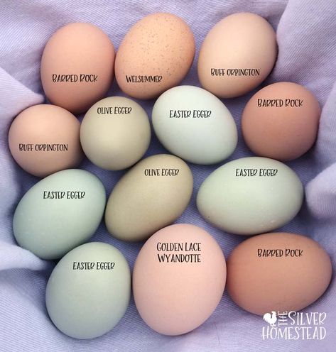 Chicken Egg Colors by Breed - Silver Homestead Easter Eggers Eggs, Chicken Egg Colors, Easter Egger Chicken, Egg Colors, Wyandotte Chicken, Barred Rock, Buff Orpington, Easter Eggers, Egg Laying Chickens