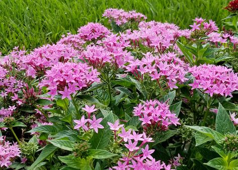 Mississippi State University, Star Cluster, How To Attract Hummingbirds, Mississippi State, 3d Flowers, Star Flower, Drought Tolerant, Flower Beds, State University