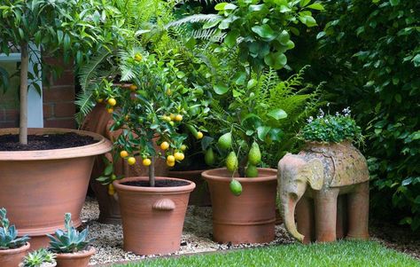 8 Fruit Trees You Can Grow Right On Your Balcony  http://www.prevention.com/food/fruit-trees?utm_campaign=Today Fruit Trees In Pots, Fast Growing Fruit Trees, Trees In Pots, Fruit Trees In Containers, Potted Fruit Trees, Balkon Decor, Growing Fruit Trees, Potted Trees, Artificial Trees