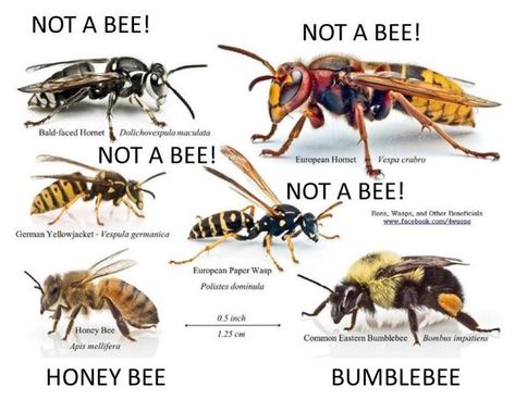 Bee Identification, Honey Bee Swarm, Honey Bee Facts, Insect Identification, Bald Face, Bee Supplies, Bee Swarm, Bees And Wasps, Beneficial Insects