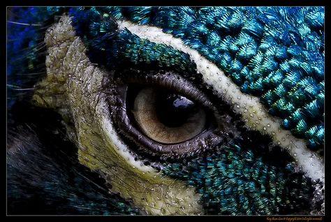 Peacock Aesthetic, Peacock Pheasant, Peacock Wings, Peacock Eyes, Male Peacock, Subtractive Color, Peacock Photos, Peacock Pictures, Floral Tattoo Sleeve