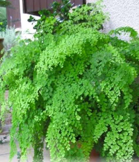 Maidenhair Fern Care How To Plant And Grow Maidenhair Ferns Indoors Maiden Hair Fern Care, Maidenhair Fern Indoor, Fern Care Indoor, Garden Shrubs Evergreen, Fern Care, Maiden Hair, Ferns Care, Maidenhair Fern, Ferns Garden