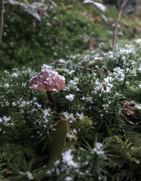 Moss And Mushrooms, Snow Mushroom, Color Mood, Aesthetic Color, Color Inspo, Aesthetic Colors, Winter Aesthetic, Nature Aesthetic, In The Winter