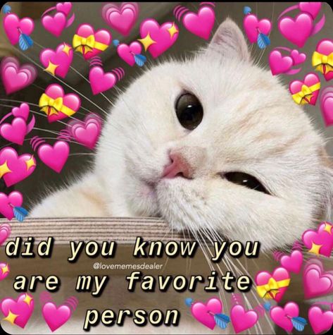 Cute Pins To Send Your Bf, Wholesome Flirting, Cat Heart Meme, Cat Memes Love, Wholesome Cat, Wholesome Pictures, Heart Meme, Memes Love, Cute Cat Memes