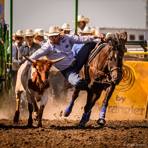 This is steer wrestling. A very popular sport for rodeos but all other rodeo sports makes fun of it. Dear Rodeo, Rodeo Aesthetic, Western Pics, Steer Wrestling, Rodeo Art, Western Horse Riding, Working Cow Horse, Calf Roping, Wrestling Shirt