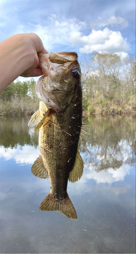 fishing 8 mile road stockton ca Bass Fishing Pictures, Country Things, 8 Mile, Fishing Pictures, Rodeo Life, Pike Fishing, River Fishing, Largemouth Bass, Freshwater Fishing