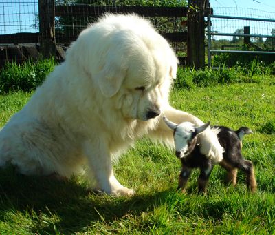 Pyr with young goat friend Great Pyrenees Dog, Animals Friendship, Baby Goats, Great Pyrenees, White Dog, Pyrenees, Sweet Animals, Big Dogs, 귀여운 동물