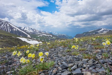 Arctic Tundra Plants Tundra Plants, Arctic Tundra, Physical Geography, Planting Ideas, Landscape Designs, Nature Conservation, Plant Flower, Landscape Pictures, Landscaping Plants