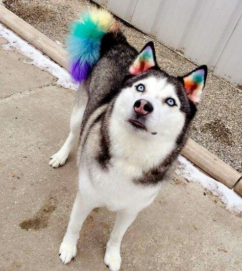 Siberian Husky~ Rainbow Ears & Tail Husky Dyed Fur, Dog Tail Dye, Cute Animals Dog, Husky Tail, Husky Grooming, Dyed Dogs, Dog Hair Dye, Dog Dye, Grooming Ideas