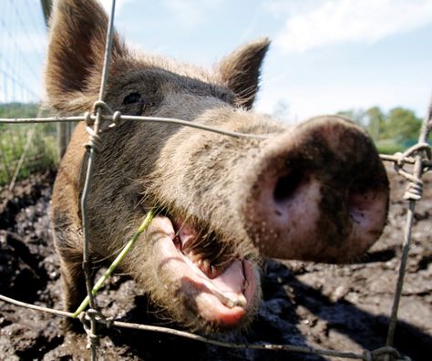 Feral Hogs Are Invading Yankeeland. Northern Friends, Here’s What You Need to Know. – Texas Monthly Wild Hogs, Hunting Guide, Boar Hunting, Geography Quiz, Hog Hunting, Wild Pig, Wild Hog, Wild Boar, Composting