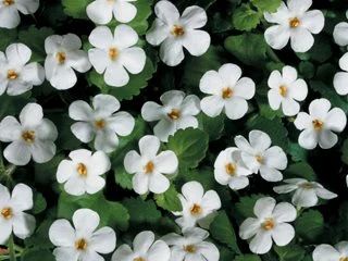 The delicate pastel flowers and finely textured foliage of bacopa belies its tough nature. Most often grown as an annual, this blooming workhorse provides summer-long color with very little effort. Perfect for containers, hanging baskets, or as a spreading groundcover. Bacopa Plant, Edging Plants, Deadheading, Plant Varieties, White Plants, Plant Information, Trailing Plants, Proven Winners, Hanging Basket