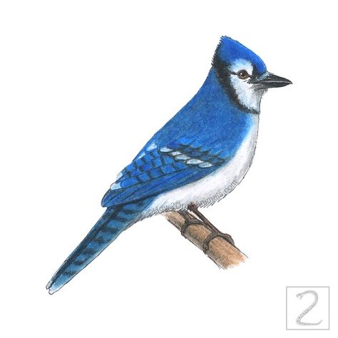 Blue jay bird drawing in colored pencil How To Draw A Blue Jay, Bluejay Drawing, Bluejay Painting, Blue Jay Drawing, Jay Drawing, Speed Drawing Videos, Art Club Projects, Animal Portraits, Colored Pencil Drawing