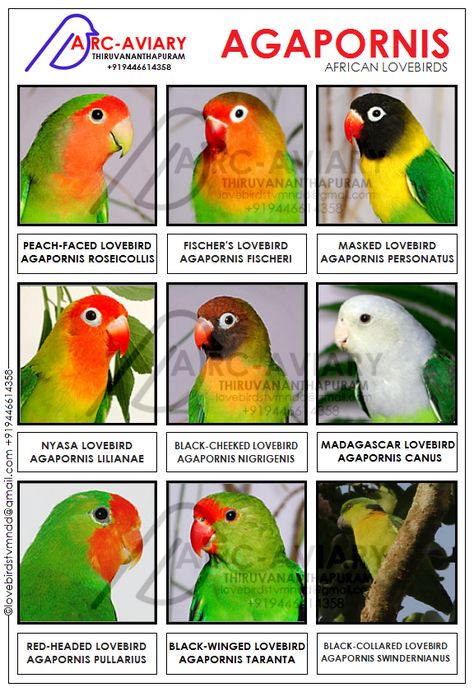 AKHILCHANDRIKA: AGAPORNIS - AFRICAN LOVEBIRDS African Love Birds, Love Birds Pet, African Lovebirds, Bird Breeds, Pet Bird Cage, Parrot Pet, African Love, Bird Types, Bird Aviary