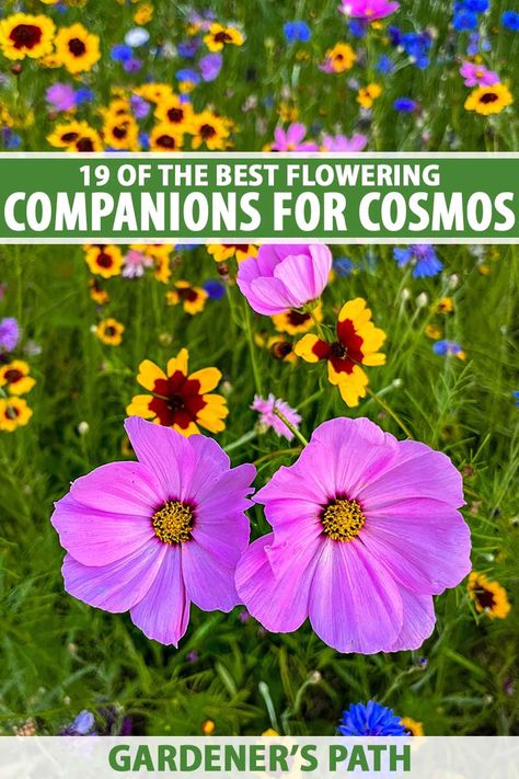 Cosmos In Containers, Cosmos In Garden, Cosmos Garden Ideas, Cosmos In Pots, Cosmos Varieties, Cosmo Garden, Cosmos Flowers Garden, Yellow Flowers Garden, Flower Beds Ideas