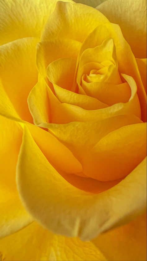 Yellow Rose Wallpaper Iphone, Yellow Roses Aesthetic Wallpaper, Yellow Roses Aesthetic, Yellow Rose Wallpaper, Yellow Roses Wallpaper, Roses Wallpaper, Yellow Iphone, Yellow Walls, Yellow Wallpaper