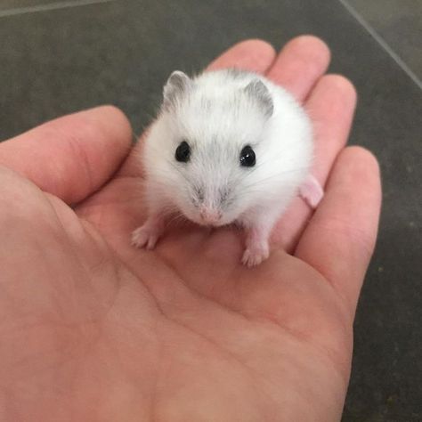 Here at Mansfield Aquatic Reptile and Pet Centre (MARP) we have some very friendly 8 week old winter white dwarf hamsters. We have a variety of colours with both male and female available all bred by ourselves and handled daily. Dwarf hamsters are £8.95 each and must live alone. Starter kits are available including winter white hamster, suitable cage, bedding, substrate and food. Deluxe packages are available which include mineral stones, vitamin drops, disinfectant and treats. Food must be t... Winter White Hamster, White Hamster, Hamsters As Pets, Hamster Life, Baby Hamster, Hamster Toys, Funny Hamsters, More Friends, Cute Small Animals