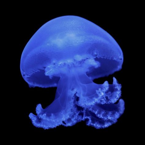 Blue Jellyfish, Jellyfish, Floating, The World, Water, Blue, Black