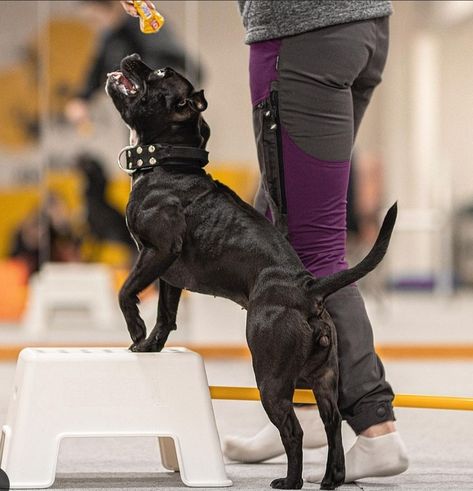 Dog Muscle Building, Silly Puppies, American Staffordshire Bull Terrier, Hell Hounds, Fit Dogs, Terrier Breeds, American Staffordshire, Police Dogs, Staffordshire Bull Terrier