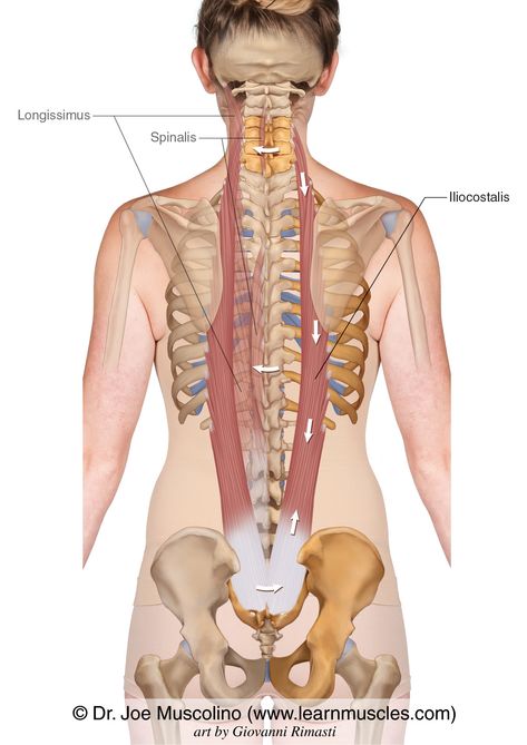 Erector Spinae, Sports Therapy, Yoga Anatomy, Muscle Anatomy, Myofascial Release, Thai Massage, Trigger Points, Body Systems, Back Muscles