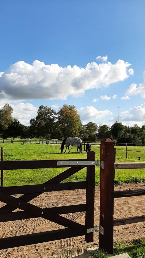 House With Horses, Horse Pasture, Dream Ranch, Ranch Horses, Equestrian Property, Dream Stables, Dream Farmhouse, Dream Jobs, Big Horses