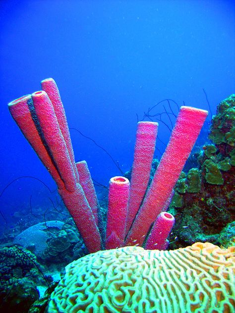 Picture of Purple Tube Sponges Tube Sponge Coral, Sponges Sea, Phylum Porifera, Marine Photography, Ocean Plants, Shark Pictures, Fauna Marina, Sea Plants, Coral Garden