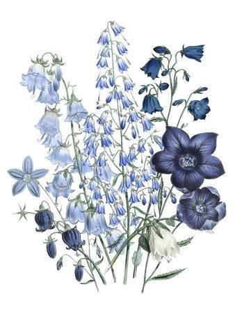 Vintage Botanical Prints: Illustrations, Posters & Wall Art | Art.com Posters Wall Art, Posters Wall, Botanical Prints, Art Art, Blue Flowers, Art Print, Art Prints, Flowers, Wall