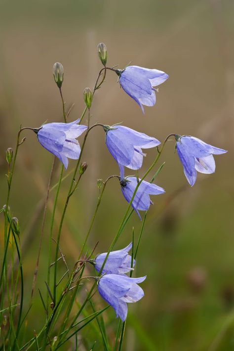 Flowers Photography Beautiful, Ftd Flowers, British Wild Flowers, Wild Flower Meadow, Beautiful Flowers Photography, Flowers Photography Wallpaper, 강아지 그림, Wildflower Garden, Flower Quotes