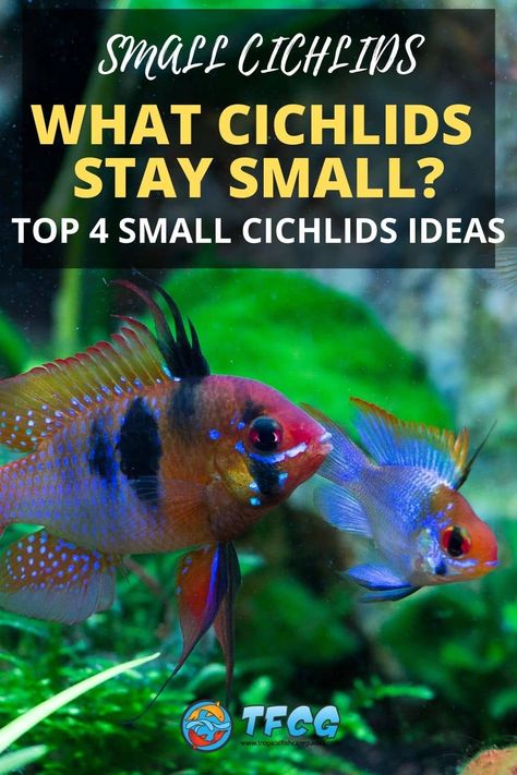 Cichlids Aquarium Ideas, Chiclids Tank Ideas, Cichlid Tank Ideas, Fish In A Bowl, Fish Aquarium Ideas, Lake Malawi Cichlids, Cichlid Aquarium, Malawi Cichlids, Cichlid Fish