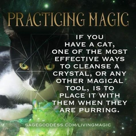 Crystals For Cats, Cat Whiskers Witchcraft, Black Cat Magic, Welcome Witches, Cat Magic, Witch Spirituality, Grimoire Book, Magic Spell Book, Eclectic Witch