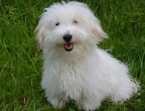 Dog Commands Training, Coton De Tulear Puppy, Coton De Tulear Dogs, Puppy Cut, Easiest Dogs To Train, Grooming Style, Dog Behavior Problems, Coton De Tulear, Dog Cuts