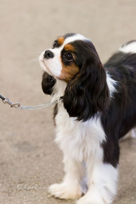 King Charles Cavalier Spaniel Black & Tan, King Charles Cavalier Spaniel Tri Color, Cavalier King Charles Spaniel Colors, Tricolor Cavalier King Charles Spaniel, Tricolour Cavalier King Charles Spaniel, Cavalier King Charles Spaniel Puppies, Caviliar King Charles Spaniel, Cavier King Charles Spaniel, King Charles Cavalier Spaniel Black