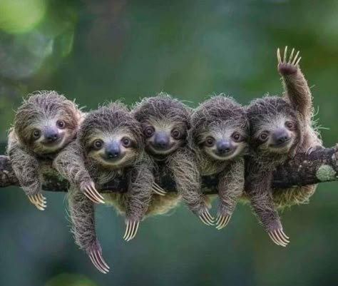 Cute Sloth Pictures, David Attenborough, Cute Animals Puppies, Interesting Animals, Cute Sloth, Cute Wild Animals, Nobel Prize, Have A Good Day, Cute Animal Photos