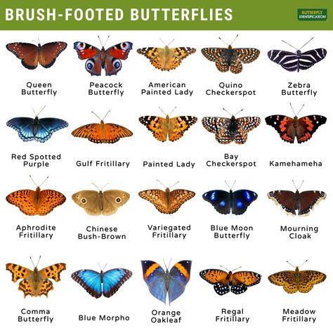 Butterfly Names, Question Mark Butterfly, Butterfly Information, Butterfly Identification, Zebra Butterfly, Glasswing Butterfly, Monarch Butterfly Garden, Buckeye Butterfly, Butterfly Family